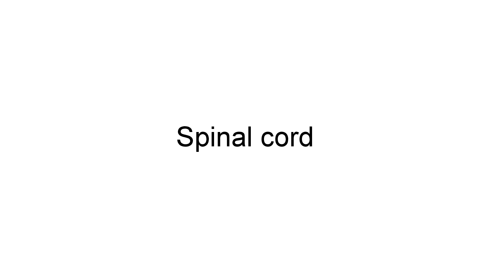 Slide 27: Spinal cord